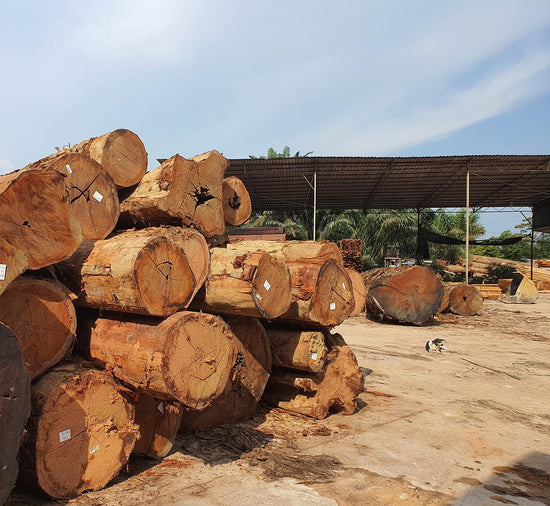 Hardwood Species Malaysia | Merbau, Nyatoh, Chengal & More – Kamwo Timber